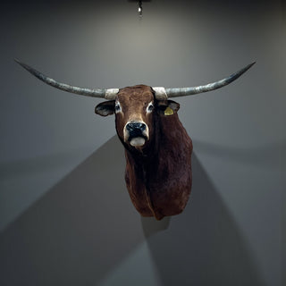 Cow shoulder mount