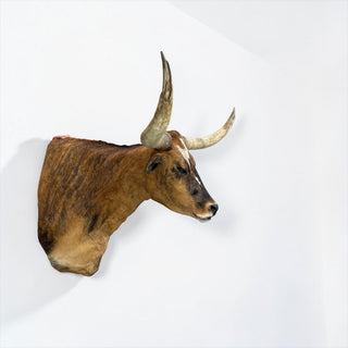 Longhorn shoulder mount