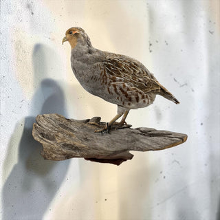 Life-size grey partridge on a driftwood base