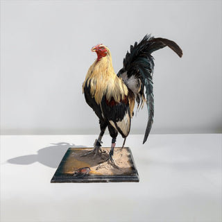 Rooster taxidermy mount