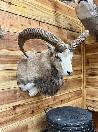 Urial