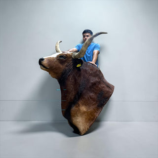 Bull shoulder mount