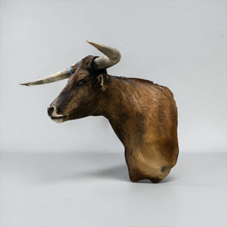 Longhorn shoulder mount