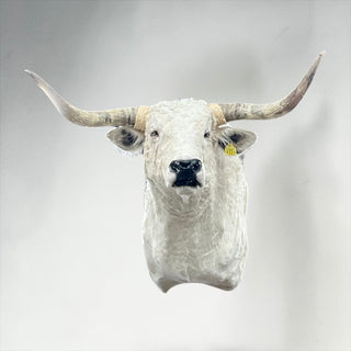 Rate white cow shoulder mount