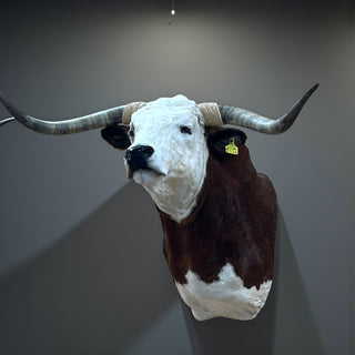 Cow shoulder mount