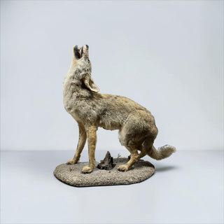 Life-size “howling” coyote on a natural base