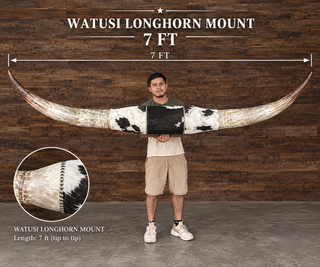 7ft Watusi horns mount