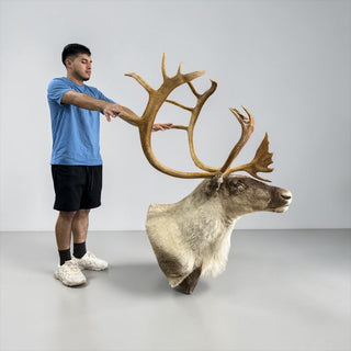 Big 23-point caribou shoulder mount