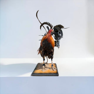 Rooster taxidermy mount