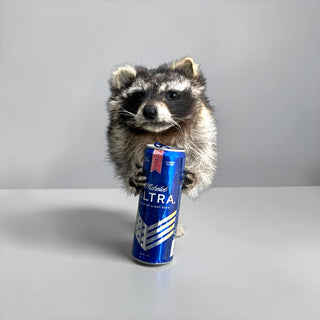 Raccoon taxidermy mount