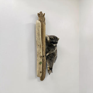 Life-size raccoon climbing on a driftwood tree limb