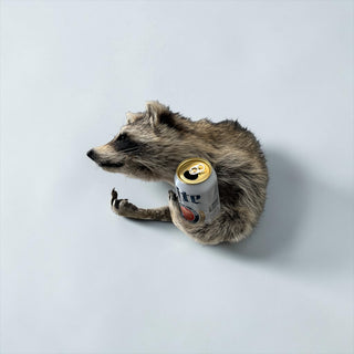 Raccoon taxidermy mount