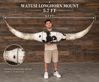 5.7ft Watusi horns mount