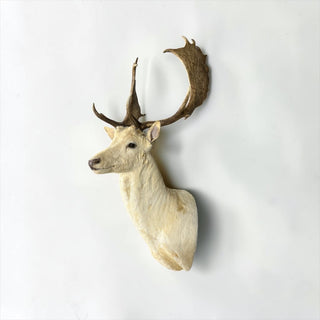Xl 19-point fallow deer shoulder mount