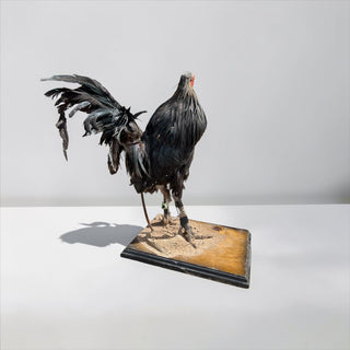 Rooster taxidermy mount