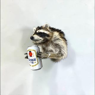 Raccoon taxidermy mount