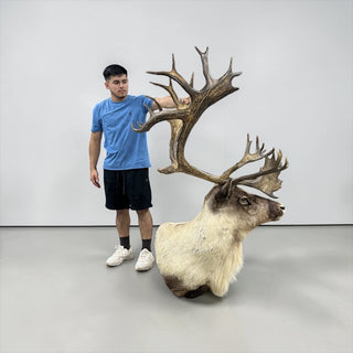 23-point caribou shoulder mount