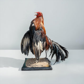 Rooster taxidermy mount