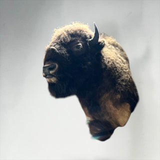 Buffalo shoulder mount