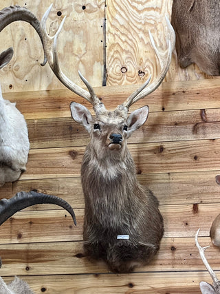 Axis deer- chital buck