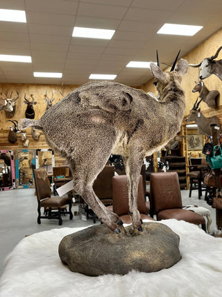 Klipspringer