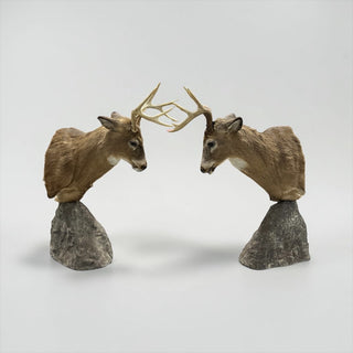 Matching bookend pair of (2) “fighting” white tail deer pedestal mount