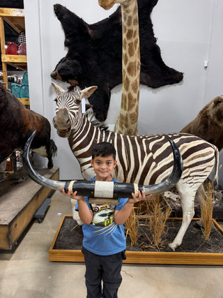 34” Longhorn mount (KK012)