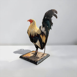 Rooster taxidermy mount