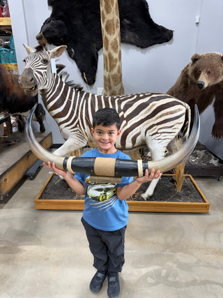 35” Longhorn mount (KK011)