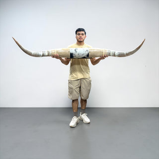 5.11ft Longhorn mount (d04)