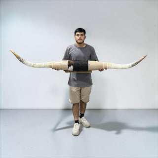 6.3ft Longhorn mount (b23)