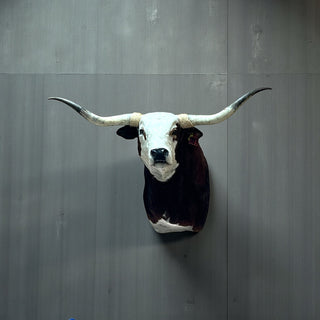 Cow shoulder mount