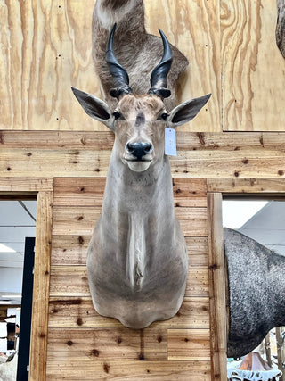 Eland