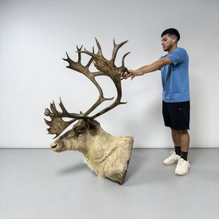 23-point caribou shoulder mount