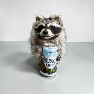 Raccoon taxidermy mount
