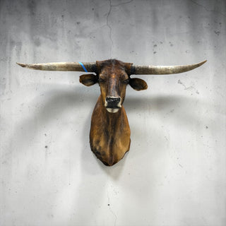 Longhorn shoulder mount