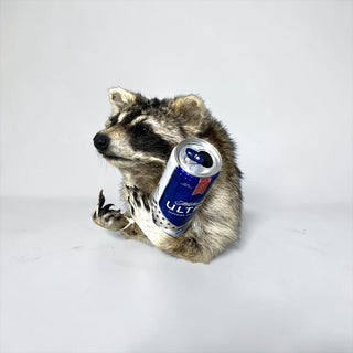 Raccoon taxidermy mount