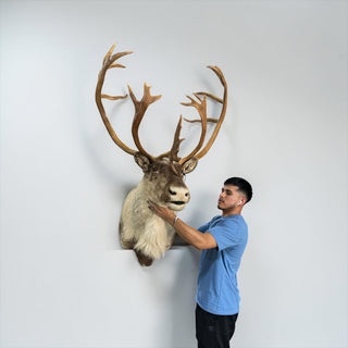Big 23-point caribou shoulder mount