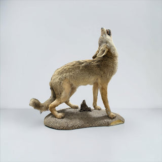 Life-size “howling” coyote on a natural base