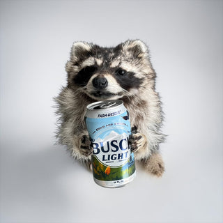 Raccoon taxidermy mount