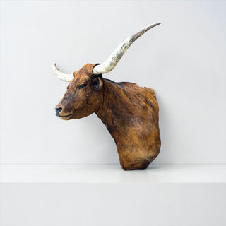 Longhorn shoulder mount