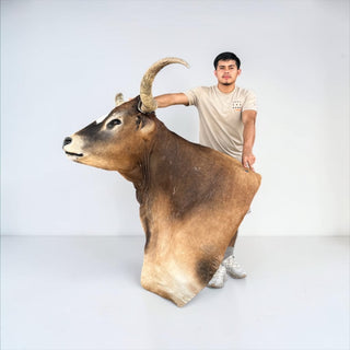 Longhorn shoulder mount
