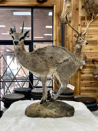 Klipspringer