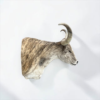 Longhorn shoulder mount