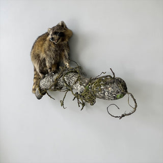 Life-size raccoon on a lightweight long wall base