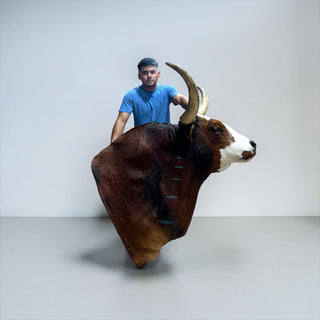 Bull shoulder mount