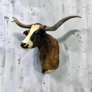 Longhorn shoulder mount