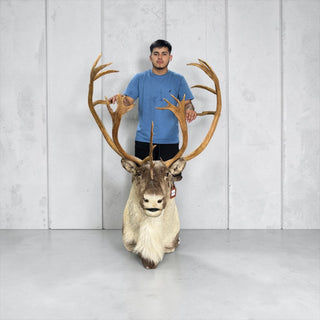 Big 23-point caribou shoulder mount