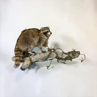 Life-size raccoon on a lightweight long wall base