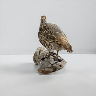 Life-size grey partridge on a driftwood base